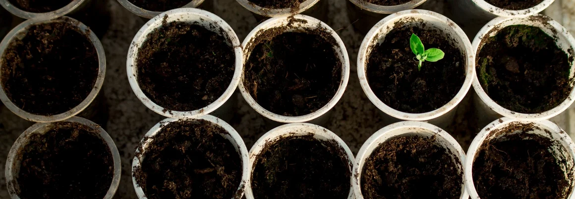 Kleine Pflanze in Anzuchttöpfen